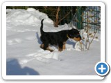 welpen_im_Schnee_005