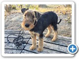 Gloria-Grace - Eos vom Trattberg 004